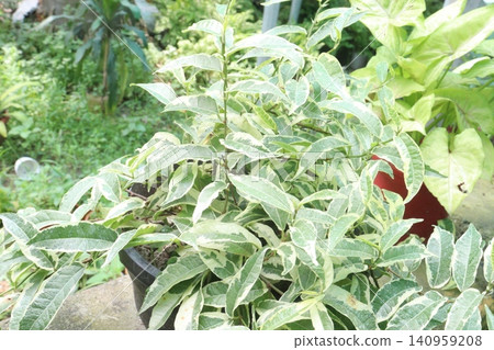 Ficus sagittata Variegata, Ficus radicans variegata, Variegated Malaysian Ivy leaf plant Ficus sagittata Variegata, Ficus radicans variegata, Variegated Malaysian Ivy leaf plant 140959208
