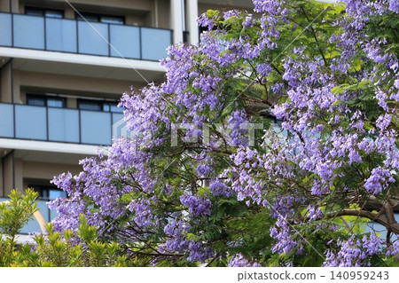 Jacaranda flowers Jacaranda flowers 140959243