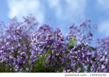 Jacaranda flowers 140959246
