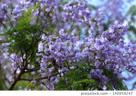 Jacaranda flowers Jacaranda flowers 140959247