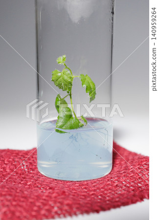 Live stem in a glass jar on a white background Live stem in a glass jar on a white background 140959264