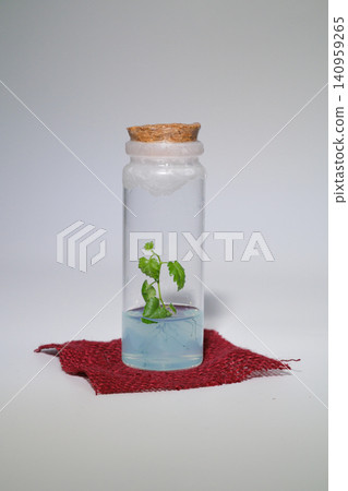 Live stem in a glass jar on a white background Live stem in a glass jar on a white background 140959265