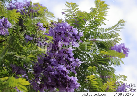 Jacaranda flowers Jacaranda flowers 140959279
