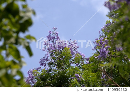 Jacaranda flowers Jacaranda flowers 140959280