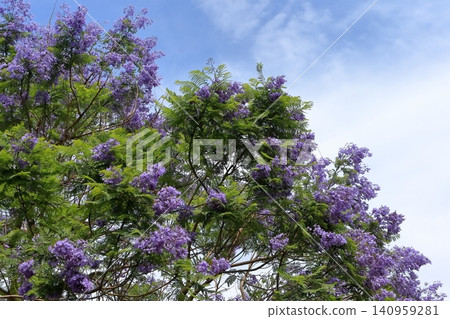 Jacaranda flowers 140959281