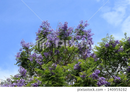 Jacaranda flowers Jacaranda flowers 140959282