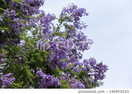 Jacaranda flowers Jacaranda flowers 140959283