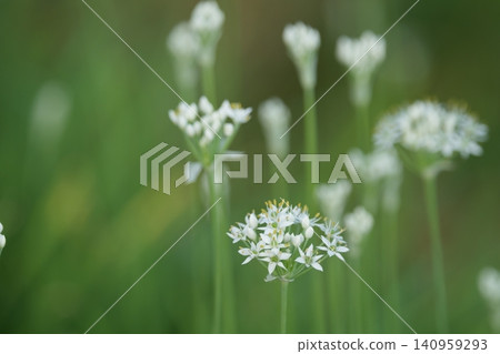 White louse flowers White louse flowers 140959293
