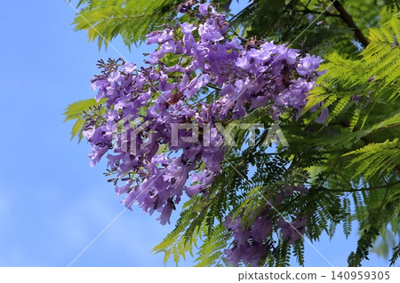 藍花楹花 藍花楹花 140959305