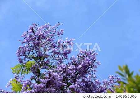 Jacaranda flowers Jacaranda flowers 140959306