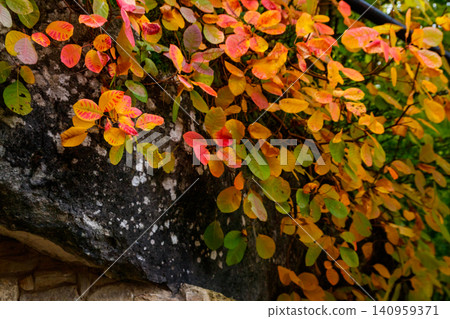 Beautiful colorful tree on the top of rock at autumn Beautiful colorful tree on the top of rock at autumn 140959371
