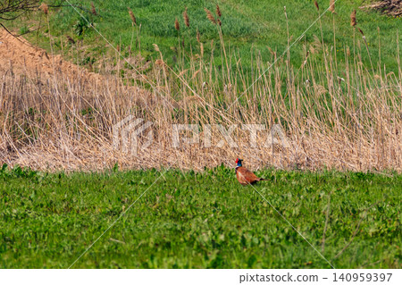 Pheasant in green grass on a meadow Pheasant in green grass on a meadow 140959397