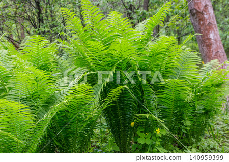 Green fern in a forest Green fern in a forest 140959399