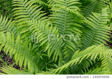 Green fern in a forest Green fern in a forest 140959400