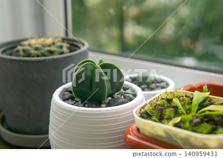 Cactus in a pot on the windowsill, selective focus. Cactus in a pot on the windowsill, selective focus. 140959431
