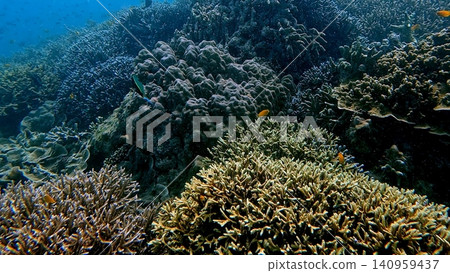 Diverse coral specie underwater in a marine ecosystem that highlights the textures and patterns in a coral reef. Dauin, Philippines Diverse coral specie underwater in a marine ecosystem that highlights the textures and patterns in a coral reef. Dauin, Philippines 140959437