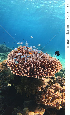 A table acropora surrounded by Chromis viridis (green chromis) showcasing vibrant bustling coral reef, renowned diving destination in Dauin, Philippines 140959438