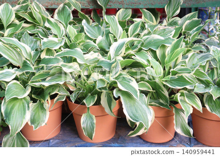 Hosta, plantain lilies leaf plant on pot in farm Hosta, plantain lilies leaf plant on pot in farm 140959441