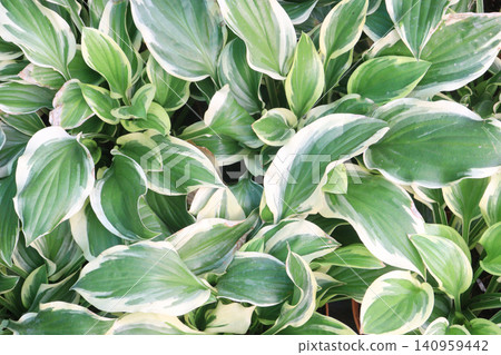 Hosta, plantain lilies leaf plant on pot in farm 140959442