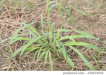 Johnson grass, Sorghum halepense flower plant Johnson grass, Sorghum halepense flower plant 140959456