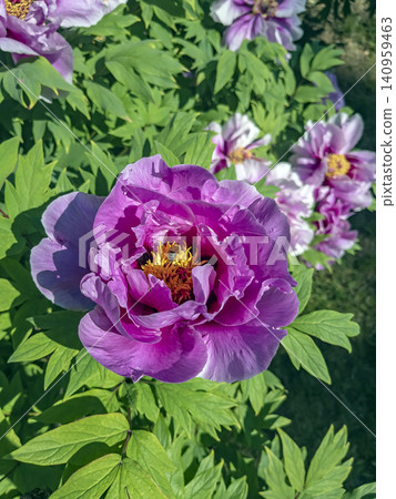 Fully Opened Pink Tree Peony Blossom with Layered Petals Fully Opened Pink Tree Peony Blossom with Layered Petals 140959463