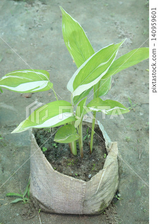 Maranta arundinacea also called arrowroot plant on farm Maranta arundinacea also called arrowroot plant on farm 140959601
