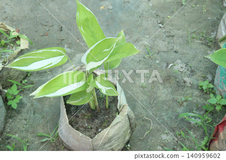 Maranta arundinacea also called arrowroot plant on farm Maranta arundinacea also called arrowroot plant on farm 140959602