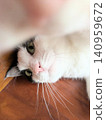 A cat relaxing and showing off its paw pads 140959672