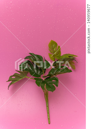 Green plant leaves on a pink background with water droplets on leaves Green plant leaves on a pink background with water droplets on leaves 140959677