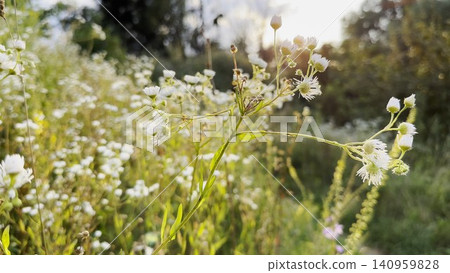 Blooming chamomile flowers in summer meadow with sunlight at background. Natural light creates gentle glow and highlights delicate white petals and yellow centers. Scene symbolizing purity and calm Blooming chamomile flowers in summer meadow with sunlight at background. Natural light creates gentle glow and highlights delicate white petals and yellow centers. Scene symbolizing purity and calm 140959828