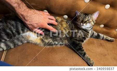 Male arm strokes cute tabby cat lying on sofa. Hand of guy petting small domestic kitty at home. Young man playing with beautiful kitten at home. Concept of care and love to animal Male arm strokes cute tabby cat lying on sofa. Hand of guy petting small domestic kitty at home. Young man playing with beautiful kitten at home. Concept of care and love to animal 140959837
