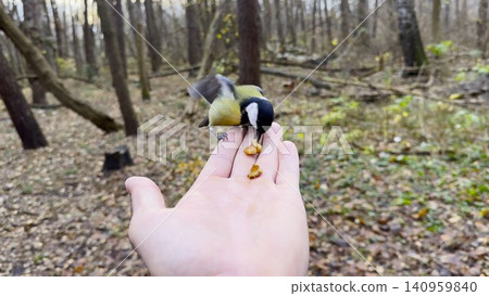 Beautiful tomtit pecking food from a male hand at autumn forest. Small titmouse eating meal from arm of young man outdoor. Guy feeding cute tit bird to walnuts in woodland. POV Beautiful tomtit pecking food from a male hand at autumn forest. Small titmouse eating meal from arm of young man outdoor. Guy feeding cute tit bird to walnuts in woodland. POV 140959840
