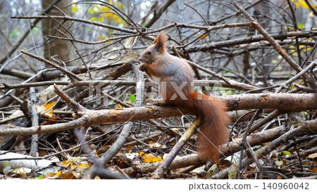 Wild fluffy squirrel sitting at wooden branch gnawing nuts at forest. Cute brown rodent eating found walnuts at autumn park. Pretty small sciurus chewing food outdoor. Concept of wildlife Wild fluffy squirrel sitting at wooden branch gnawing nuts at forest. Cute brown rodent eating found walnuts at autumn park. Pretty small sciurus chewing food outdoor. Concept of wildlife 140960042