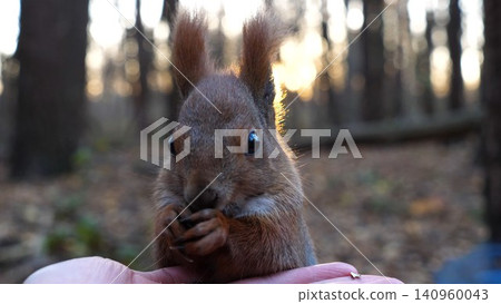 Cute rodent eating food from hand of young girl at forest. Wild fluffy squirrel taking sunflower seeds from female arm and gnawing it. Woman feeding hungry small sciurus against sunset at background Cute rodent eating food from hand of young girl at forest. Wild fluffy squirrel taking sunflower seeds from female arm and gnawing it. Woman feeding hungry small sciurus against sunset at background 140960043