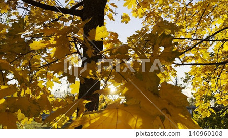 Golden maple leaves on tree branches gently swaying in the wind with sunlight at background. Lush autumn yellow foliage swinging on the breeze at forest. Beautiful colorful fall season. Close up Golden maple leaves on tree branches gently swaying in the wind with sunlight at background. Lush autumn yellow foliage swinging on the breeze at forest. Beautiful colorful fall season. Close up 140960108
