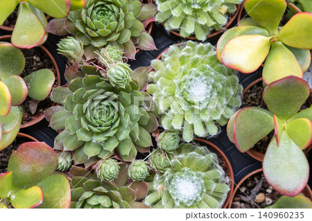 Top view of assorted succulent plants in small pots background 140960235