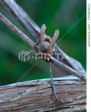 bee sitting on a tree branch in early spring with sharp focus on the insect and soft blurred background creating a natural wildlife scene bee sitting on a tree branch in early spring with sharp focus on the insect and soft blurred background creating a natural wildlife scene 140960622