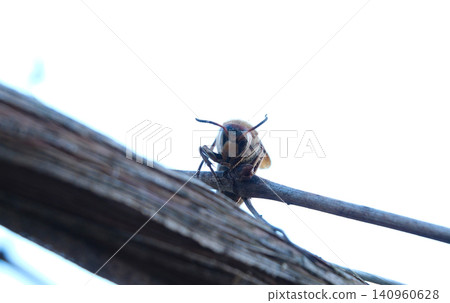 bee sitting on a tree branch in early spring with sharp focus on the insect and soft blurred background creating a natural wildlife scene bee sitting on a tree branch in early spring with sharp focus on the insect and soft blurred background creating a natural wildlife scene 140960628