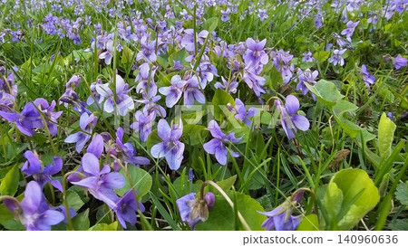 Purple forget me not flowers growing in green grass with delicate petals, natural spring atmosphere and detailed floral close up scene Purple forget me not flowers growing in green grass with delicate petals, natural spring atmosphere and detailed floral close up scene 140960636