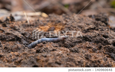Earthworm emerging from the soil surface in natural environment with detailed body texture, close up macro view and realistic wildlife scene outdoors Earthworm emerging from the soil surface in natural environment with detailed body texture, close up macro view and realistic wildlife scene outdoors 140960648