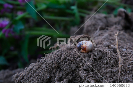 Cockchafer larva emerging from the soil surface on natural ground with detailed body texture, close up macro view and realistic wildlife scene outdoors Cockchafer larva emerging from the soil surface on natural ground with detailed body texture, close up macro view and realistic wildlife scene outdoors 140960653