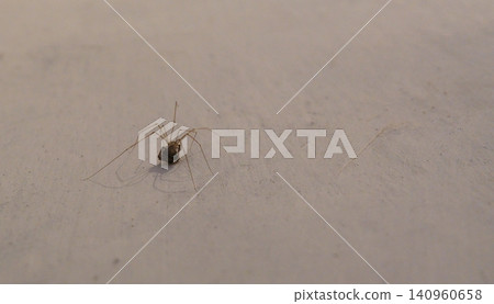 Spider in a dusty corner of a room with beige walls and a metal support. Spider in a dusty corner of a room with beige walls and a metal support. 140960658