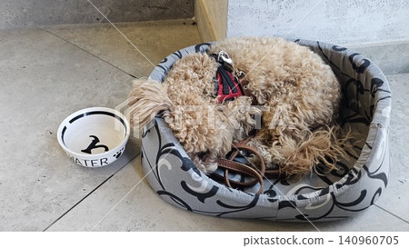 Cute fluffy beige brown dog resting in cozy pet bed with food bowl nearby in warm home interior showing luxury pet care and comfortable domestic lifestyle Cute fluffy beige brown dog resting in cozy pet bed with food bowl nearby in warm home interior showing luxury pet care and comfortable domestic lifestyle 140960705