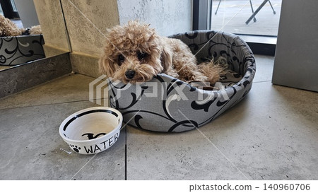 Cute fluffy beige brown dog resting in cozy pet bed with food bowl nearby in warm home interior showing luxury pet care and comfortable domestic lifestyle 140960706