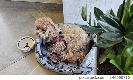 Cute fluffy puppy resting in cozy blue pet bed with faux fur trim on tiled floor in home interior Cute fluffy puppy resting in cozy blue pet bed with faux fur trim on tiled floor in home interior 140960710