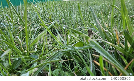 Close-up of dewy grass blades in the morning light, capturing the freshness of nature. Close-up of dewy grass blades in the morning light, capturing the freshness of nature. 140960805