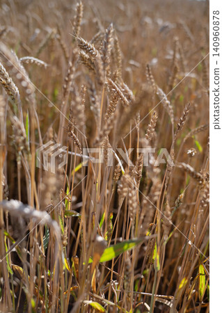 Golden Wheat Ears Glowing in Sunset Light on Summer Field Golden Wheat Ears Glowing in Sunset Light on Summer Field 140960878