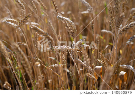 Golden Wheat Field at Sunset Swaying in Warm Evening Light. Golden Wheat Field at Sunset Swaying in Warm Evening Light. 140960879