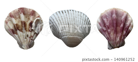 Diverse Sea Shell Specimen Set Diverse Sea Shell Specimen Set 140961252