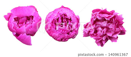 Pink Peony Blossoms Set with Water Droplets Pink Peony Blossoms Set with Water Droplets 140961367